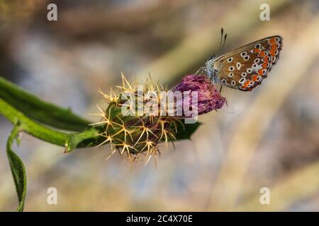 Aricia Cramera, Sur de Brown Argus Butterfly