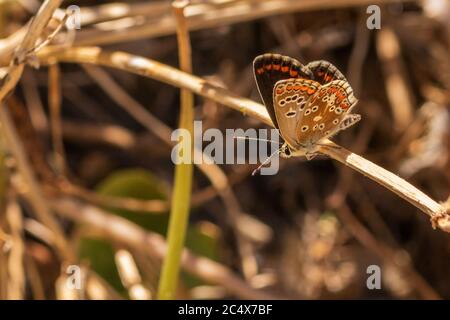 Aricia Cramera, Sur de Brown Argus Butterfly