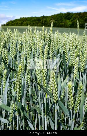 Cosecha de maduración de trigo que crece en un campo, principios del verano, Gran Bretaña.