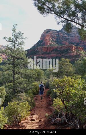 Un excursionista macho en un estrecho camino de tierra roja a través de los arbustos de evergreens y Manzanito con montañas de arenisca roja en el fondo en el Devil's Bridge T Foto de stock