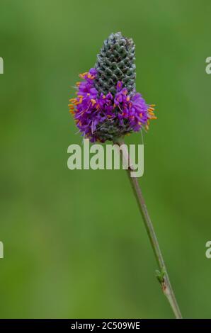Púrpura de la pradera Clover, Dalea purpurea