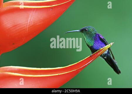 Coronado Woodninfa, coronado Violeta Woodninfa (Thalurania colombica), macho sentado sobre una flor de Heliconia, Costa Rica, Sarapiqui