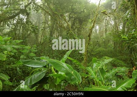 Reserva del Bosque Nuboso de Monteverde, Costa Rica, Puntarenas, Monteverde Foto de stock