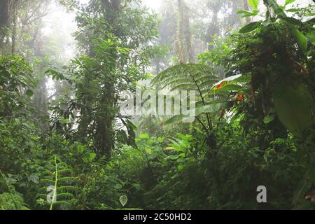 Reserva del Bosque Nuboso de Monteverde, Costa Rica, Puntarenas, Monteverde Foto de stock