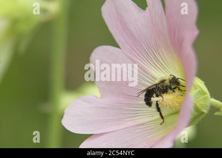 Macro de cabeza de flor rosa claro grande con abejorros en el estigma