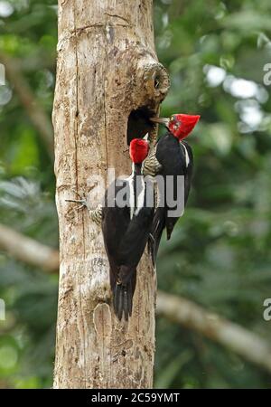 Crimson-crested Woodpecker (Campephilus melanoleucos melanoleucos) pair inspecting hole in dead tree Nueva Dolima; Colombia November