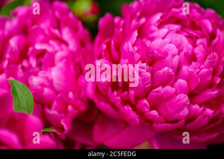 Peonía. Dinero flor de felicidad. Flor de peonías. Peony primer plano  Fotografía de stock - Alamy