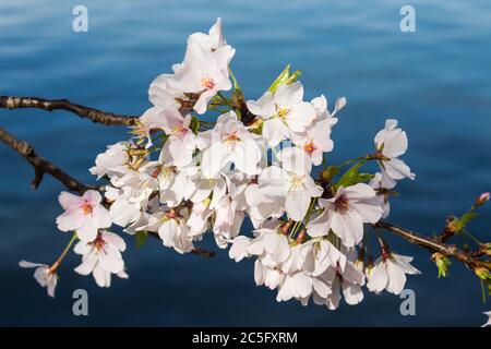 Grupo de cerezos blancos en flor / sakura japonesa / Prunus serrulata con aguas azules profundas de Tidal Basin en el fondo, Washington, D.C., Estados Unidos Foto de stock