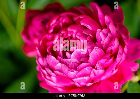 Peonía. Dinero flor de felicidad. Flor de peonías. Peony primer plano  Fotografía de stock - Alamy