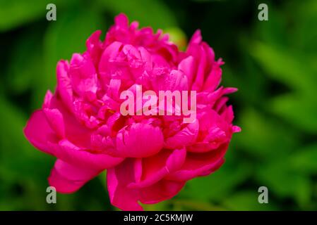 Peonía. Dinero flor de felicidad. Flor de peonías. Peony primer plano  Fotografía de stock - Alamy