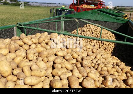 Landwirtschaftliche Kartofferernte - cosecha de papa agrícola Foto de stock