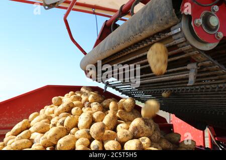 Landwirtschaftliche Kartofferernte - cosecha de papa agrícola Foto de stock