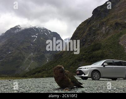 Kea (Nestor notabilis) en la Isla del Sur, Nueva Zelanda. Pájaro adulto sentado en el aparcamiento en las montañas con coche en el fondo.