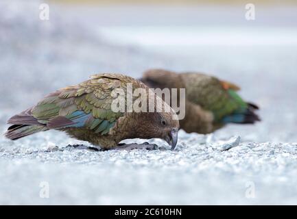 Dos Kea’s (Nestor notabilis) forrajeando en un aparcamiento en el túnel Homer en South Island, Nueva Zelanda.