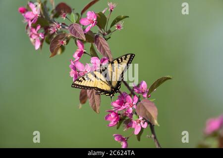 El tigre oriental swallowtail encontrar el néctar de un árbol de crabapple florido. Foto de stock