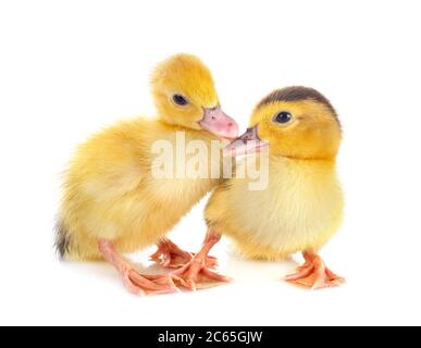 pequeños patos delante de fondo blanco