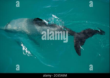El delfín de Héctor (Cephalorhynchus hectori) es el único cetáceo endémico de Nueva Zelanda, Kaikoura South Island de Nueva Zelanda Foto de stock