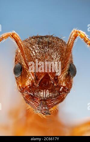 [Apilamiento de enfoque digital] hormiga roja común (Myrmica rubra) Foto de stock