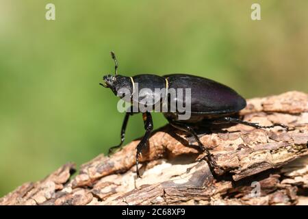 Una magnífica hembra rara Stag Beetle, Lucanus cervus, caminando sobre un tronco muerto en el bosque. Foto de stock