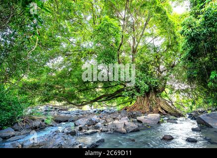 El Ficus bengalensis antiguo crece por arroyo en un bosque tropical. El árbol tiene la corona más ancha del mundo Foto de stock