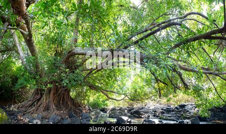 El Ficus bengalensis antiguo crece por arroyo en un bosque tropical. El árbol tiene la corona más ancha del mundo Foto de stock
