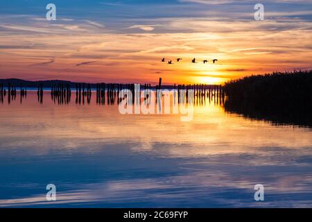Rebaño de grúas en vuelo al atardecer sobre la laguna Jasmunder Bodden, Ruegen, Alemania