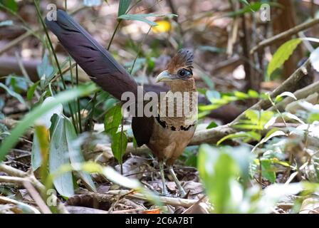 Tierra de ventilación rufa Cuckoo (Neomorphus geoffroyi) cerca de un antenjambre a lo largo de la carretera del oleoducto en Panamá. De pie en el suelo del bosque.