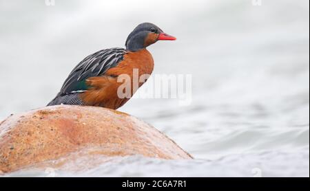 Hembra Torrent Duck (Merganetta armata) sentado en una roca en un río de rápido flujo en Ecuador. Foto de stock