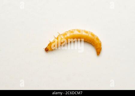 Yellow Mealworm Escarabajo (Tenebrio molitor). Las larvas (gusanos