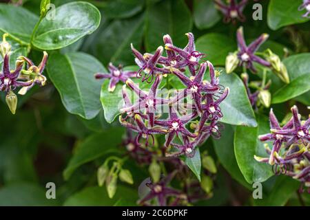 Griechische Baumschlinge, Periploca graeca, Treesling griego, Periploca graeca