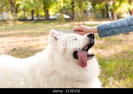 Chica samoyedo perro de Fotografía de stock -