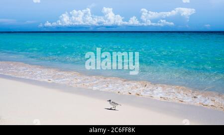 un pequeño sanderling (calidris alba) está caminando a lo largo de la playa del caribe frente a aguas poco profundas de color turquesa y nubes fuente en el horizonte Foto de stock