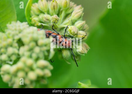 Beetles de Red Milkweed que se aparean en verano Foto de stock