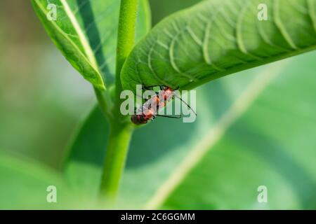 Beetles de Red Milkweed que se aparean en verano Foto de stock