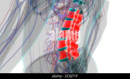 Esqueleto humano columna vertebral vértebras lumbares Anatomía 3D Ilustración Foto de stock