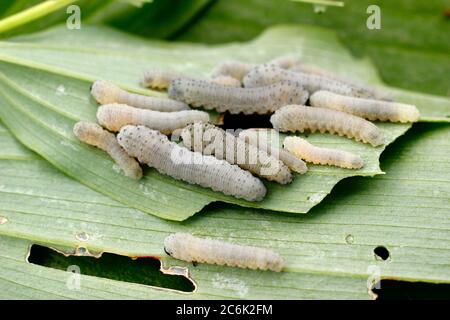 Aterima de Phymatocera. Racimo de larvas de la mosca de la sierra del sello de Salomón alimentándose en la planta huésped en un jardín inglés. Foto de stock