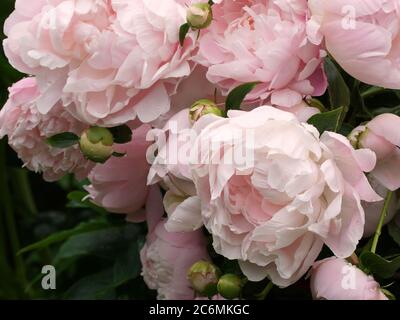 Muchas hermosas flores de color rosa suave de peonía doble. Foto de stock