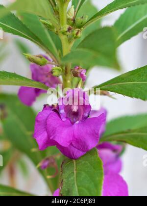 Balsam jardín, Impatiens balsamina en flor Foto de stock
