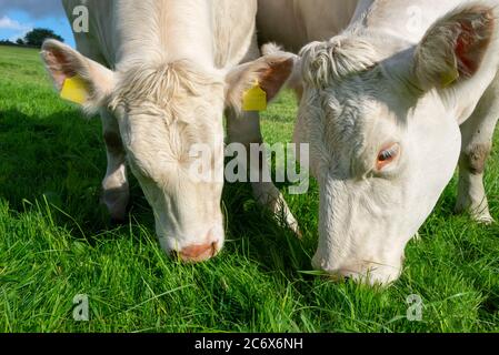Dos vacas Charolais pastando rico pasto de verano Foto de stock