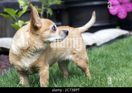 Chiweenie Perro de pie en el patio - mujer con el ojo de cerezo condición médica