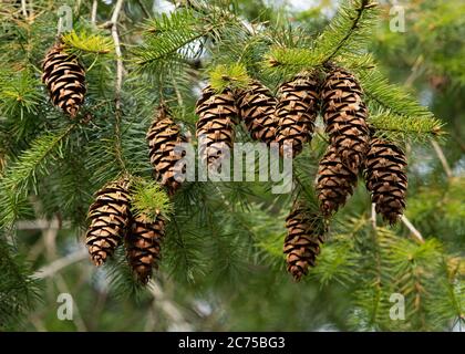Conos de pino en un abeto Douglas, Chipping, Preston, Lancashire, Reino Unido