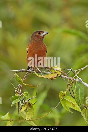 Silver-beaked Tanager (Ramphocelus carbo) adult female perched on vine  Capricho, Colombia          November Stock Photo