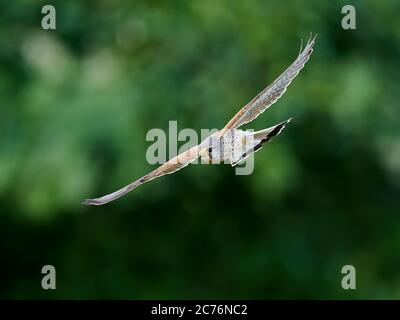 Kestrel común en su entorno natural en Dinamarca Foto de stock