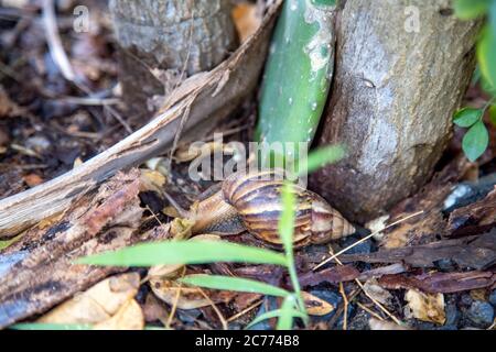 el caracol tropical se arrastra en los arbustos después de la lluvia. Foto de stock
