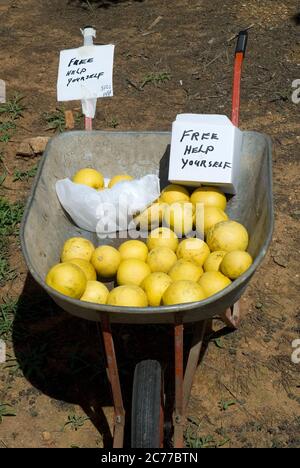 Limones gratuitos ofrecidos a los transeúntes en el valle de los hornos rurales del noreste de Victoria, Australia Foto de stock
