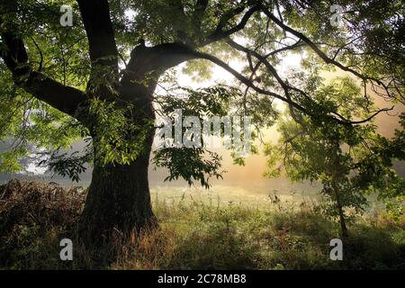 Fresno en la mañana otoño niebla al amanecer Foto de stock