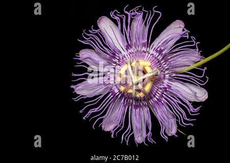 Primer plano de Maypop o Pasionflower púrpura (Passiflora encarnata) - Brevard, Carolina del Norte, EE.UU