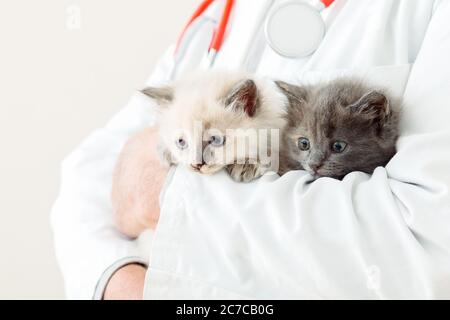 2 dos gatitos grises esponjosos en manos de médico veterinario en abrigo blanco con estetoscopio. Gatos blancos y grises en la clínica veterinaria. Veterinario