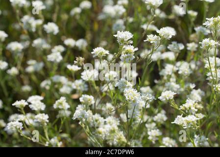 Berteroa incana, alyssum de alayunas flores blancas en pradera macro enfoque selectivo Foto de stock
