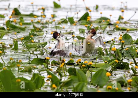 Gran grebe crested (Podiceps cristatus), los hombres competidores entre los lirios de estanque amarillo, Alemania, Baviera